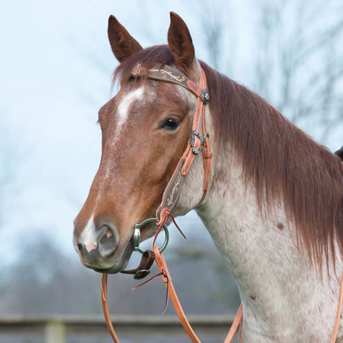 Bridles & Reins