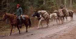 Roland Cheek leading a string of great trail horses at the Beaver Creek Trail Head.