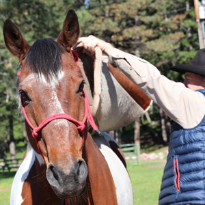 Saddle Pads